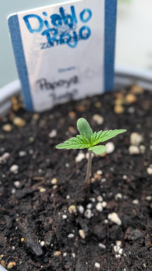 Diablo Rojo XL Auto - Sweet Seeds. Week 1 - Day 2