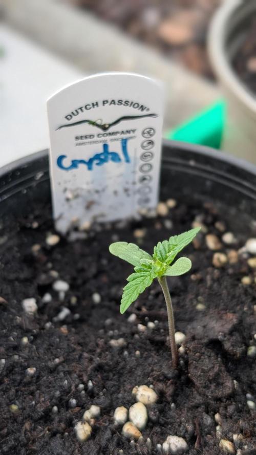 Crystal Candy XL Auto. Week 1