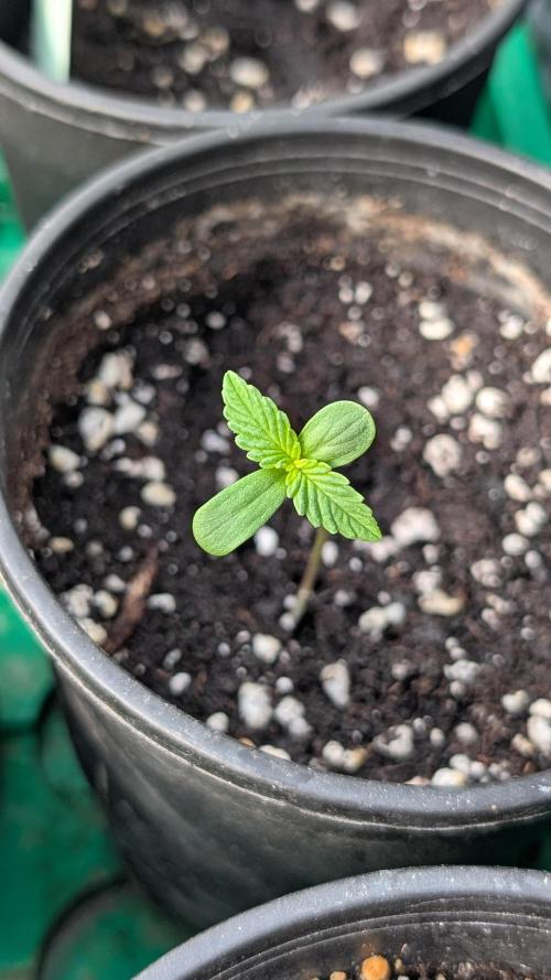Papaya Cookies Auto. Week 1