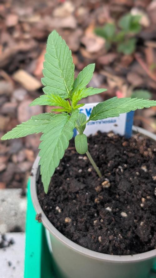 Auto Super Skunk - Sensible Seeds. Week 2 - Day 10