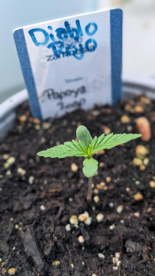 Diablo Rojo XL Auto - Sweet Seeds. Week 1 - Day 3