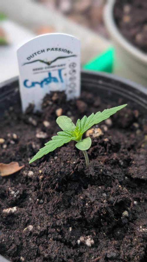 Crystal Candy XL Auto. Week 1