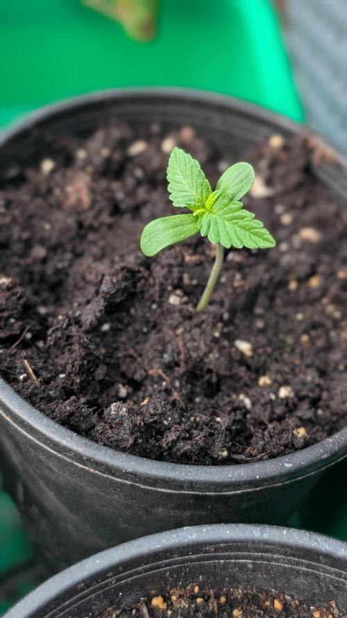 Papaya Cookies Auto. Week 1