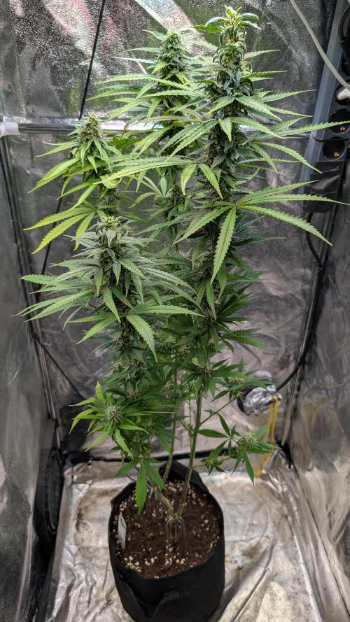 Strawberry Cola Sherbet F1 Sweet Seeds. Week 16 - Day 108