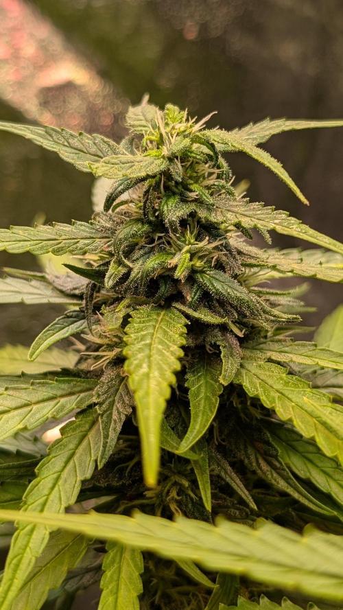 Strawberry Cola Sherbet F1 Sweet Seeds. Week 16 - Day 108