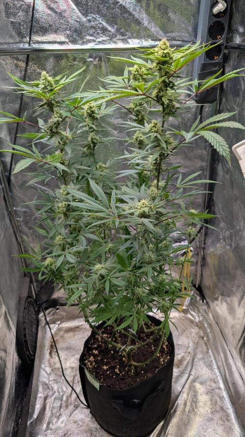 The Gassy One Super Sativa Seed Club. Week 16 - Day 108