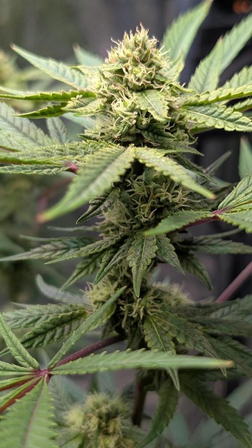 The Gassy One Super Sativa Seed Club. Week 16 - Day 108