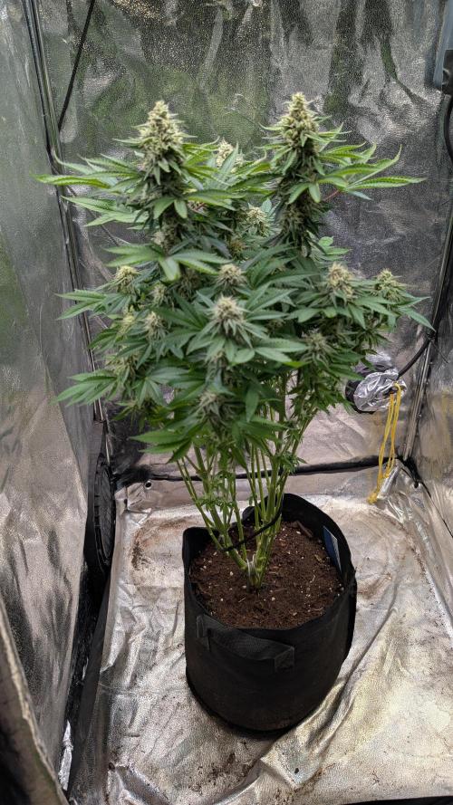 Super Boof Weed Seed Shop. Week 16 - Day 108