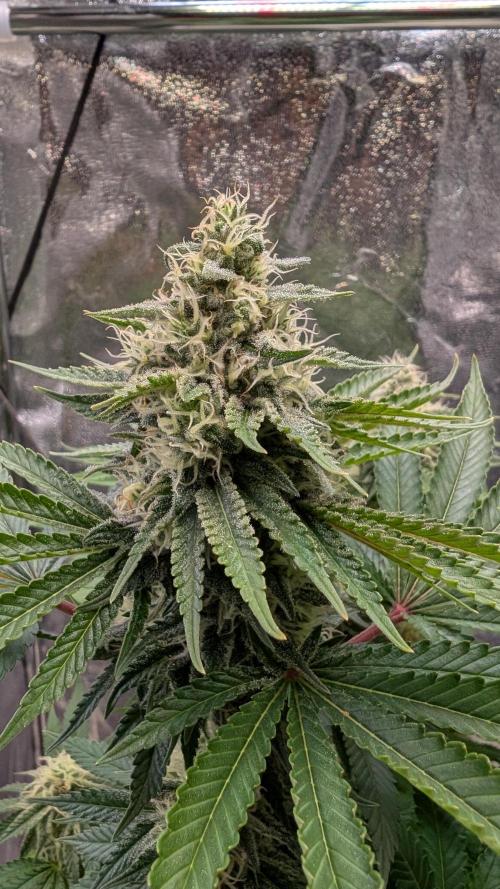 Super Boof Weed Seed Shop. Week 16 - Day 108