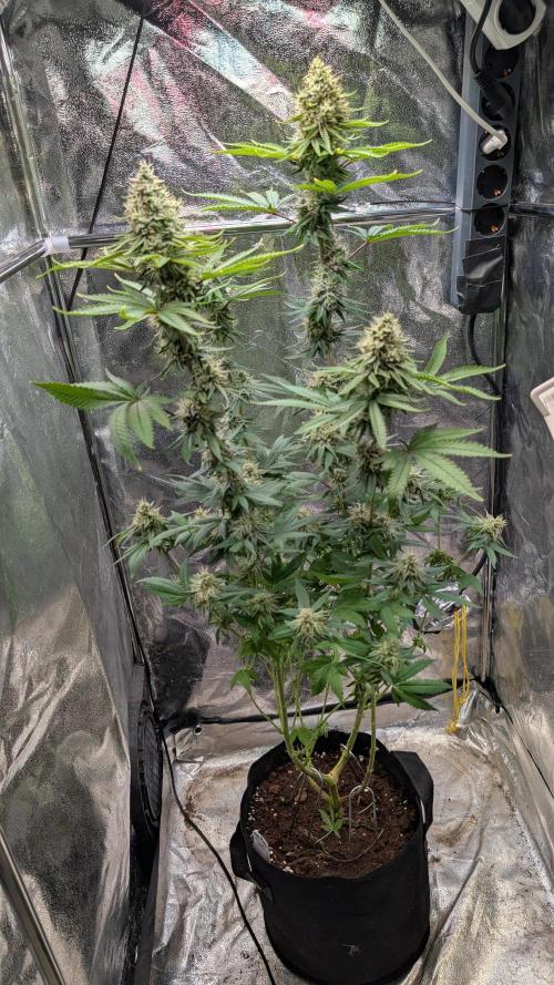 Glue Prom Walipini Seeds. Week 17 - Day 115