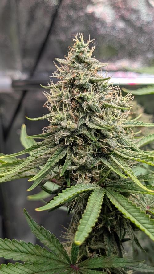 Glue Prom Walipini Seeds. Week 17 - Day 115