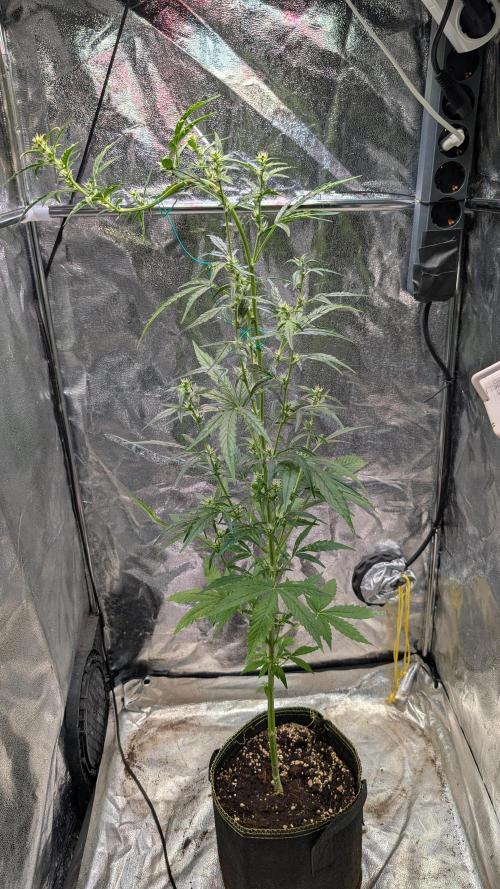 Toffee Pudding Auto. Week 8