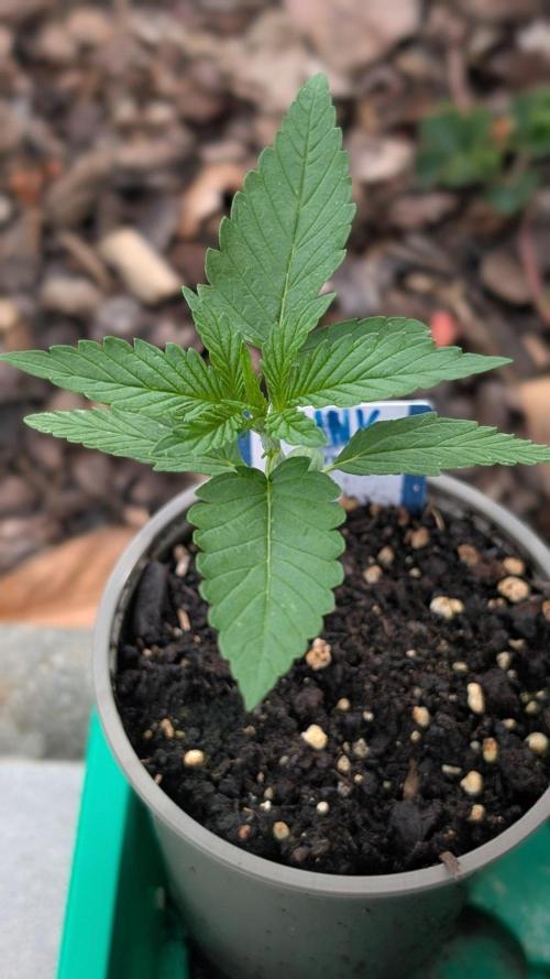 Auto Super Skunk - Sensible Seeds. Week 2 - Day 11