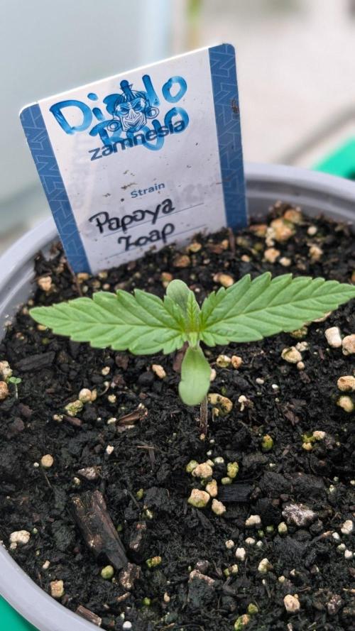 Diablo Rojo XL Auto - Sweet Seeds. Week 1 - Day 4