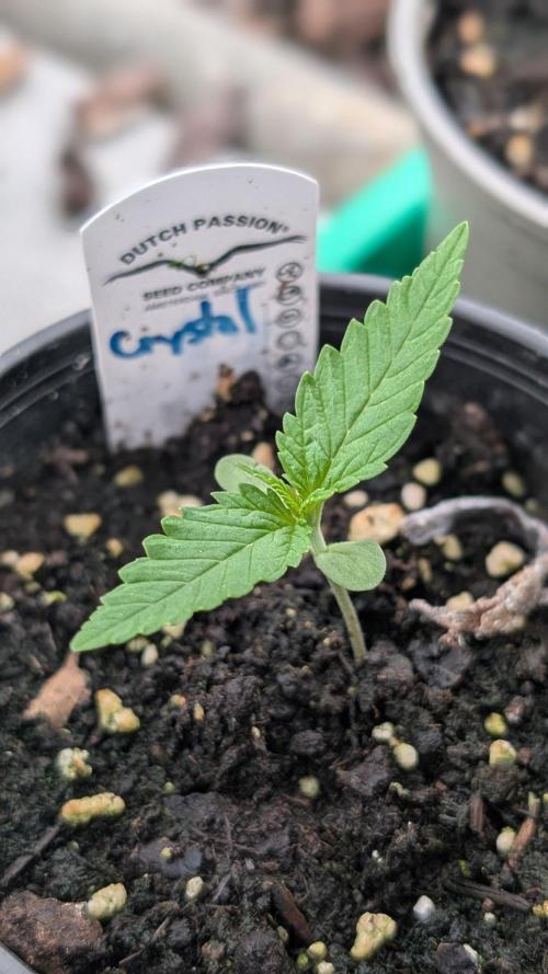 Crystal Candy XL Auto. Week 1