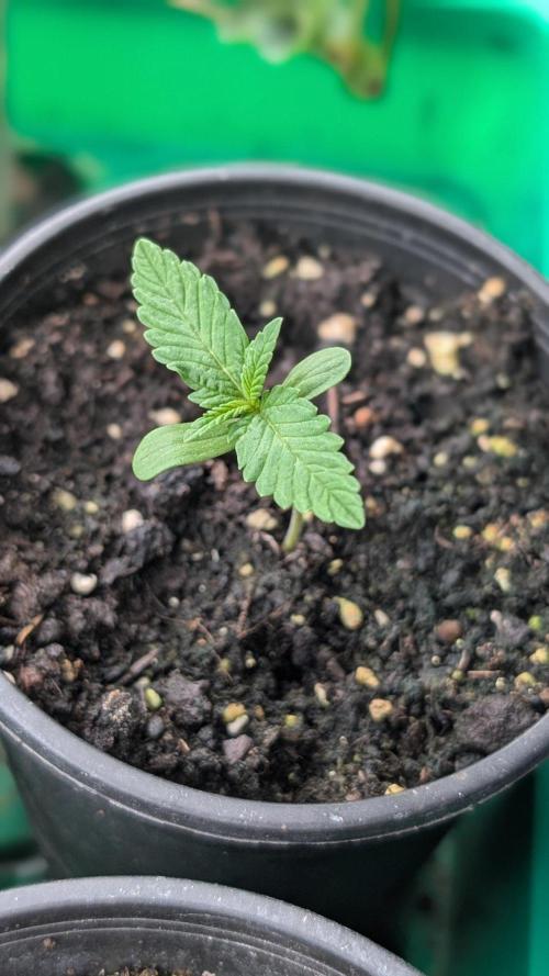 Papaya Cookies Auto. Week 1