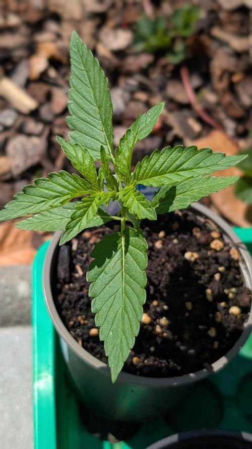 Auto Super Skunk - Sensible Seeds. Week 2 - Day 12