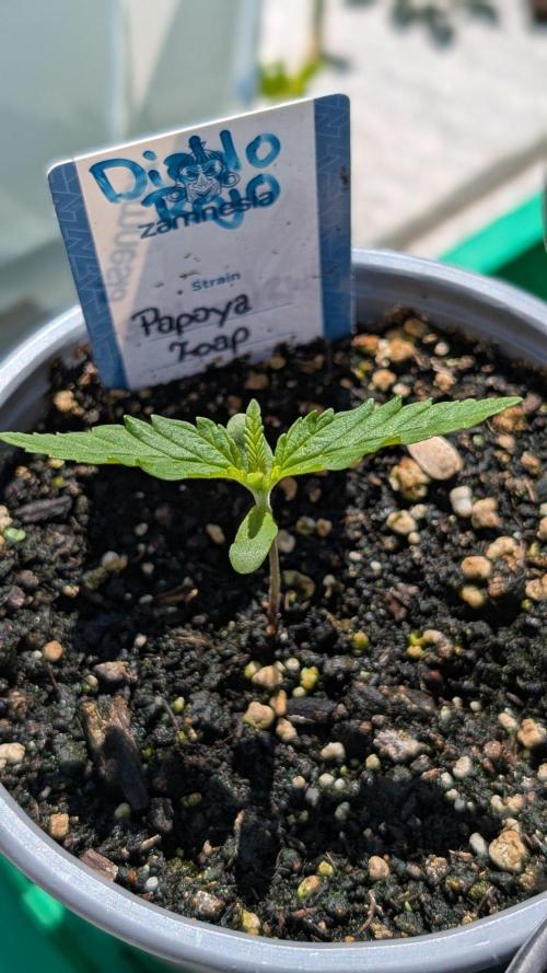 Diablo Rojo XL Auto - Sweet Seeds. Week 1 - Day 5