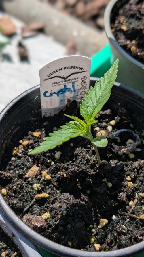 Crystal Candy XL Auto. Week 1