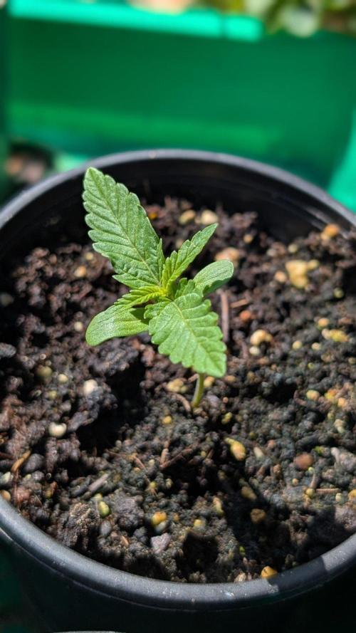 Papaya Cookies Auto. Week 1