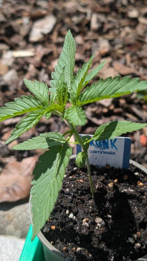 Auto Super Skunk - Sensible Seeds. Week 2 - Day 13
