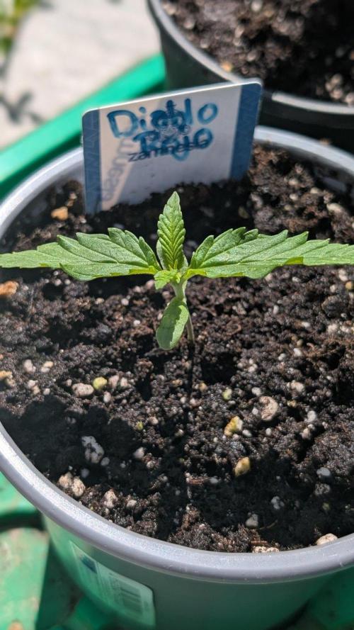 Diablo Rojo XL Auto - Sweet Seeds. Week 1 - Day 6