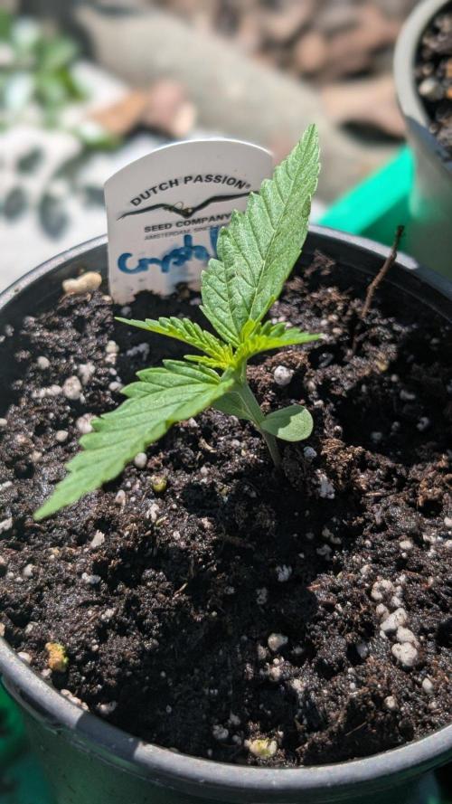 Crystal Candy XL Auto - Sweet Seeds. Week 1 - Day 6
