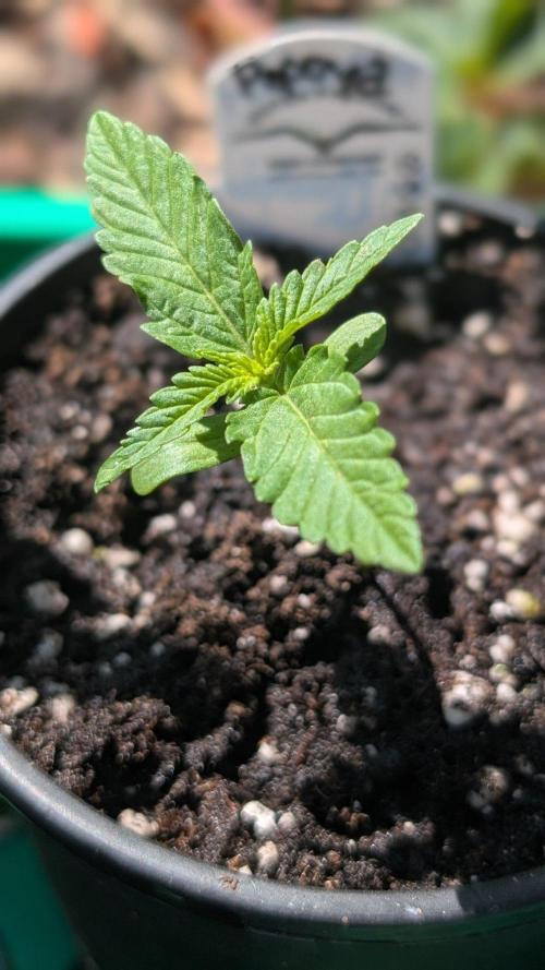 Papaya Cookies Auto. Week 1