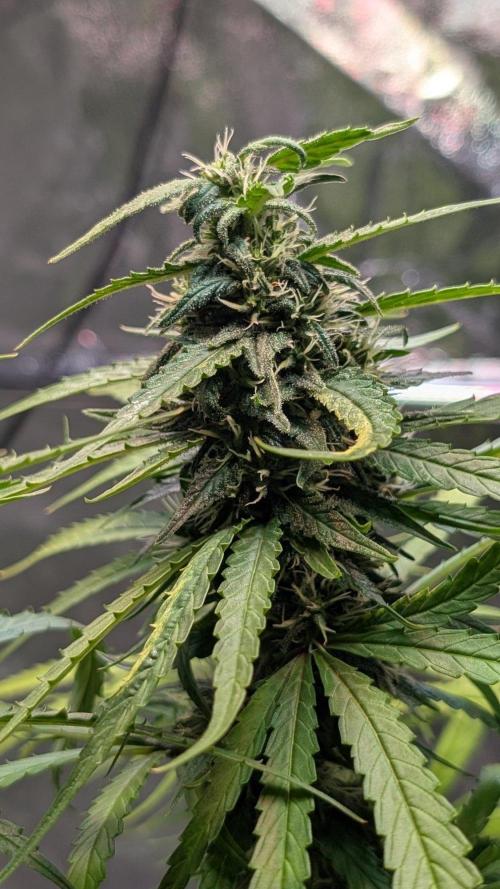 Strawberry Cola Sherbet F1 Sweet Seeds. Week 16 - Day 111
