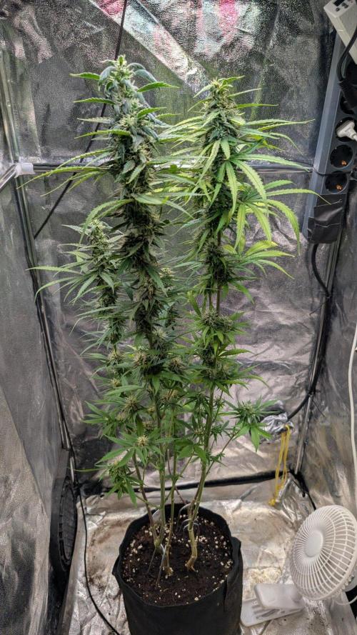 Strawberry Cola Sherbet F1 Sweet Seeds. Week 16 - Day 111