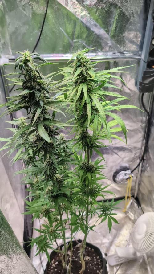 Strawberry Cola Sherbet F1 Sweet Seeds