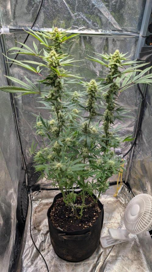 The Gassy One Super Sativa Seed Club. Week 16 - Day 111