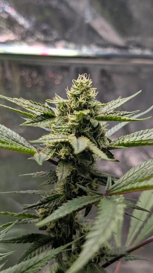The Gassy One Super Sativa Seed Club. Week 16 - Day 111
