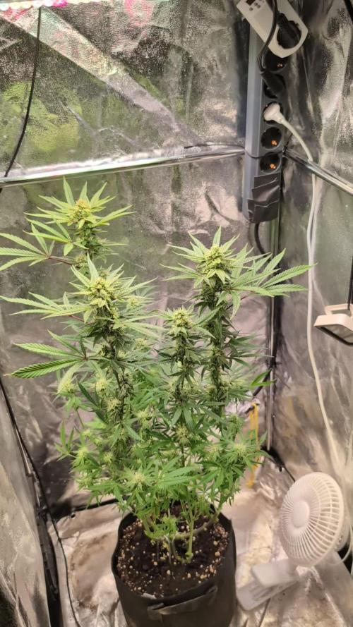 The Gassy One Super Sativa Seed Club