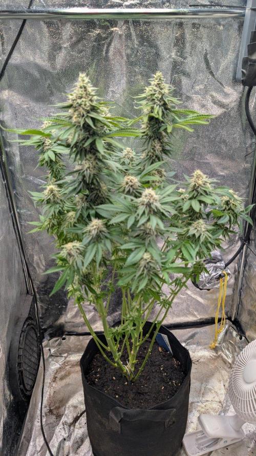 Super Boof Weed Seed Shop. Week 16 - Day 111