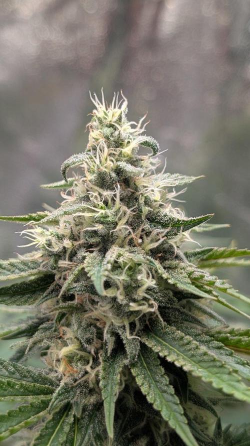 Super Boof Weed Seed Shop. Week 16 - Day 111
