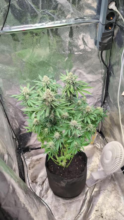 Super Boof Weed Seed Shop