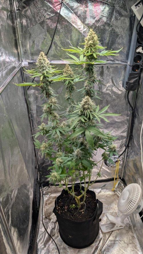 Glue Prom Walipini Seeds. Week 17 - Day 118