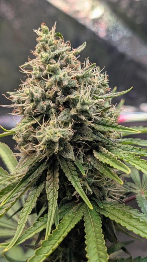 Glue Prom Walipini Seeds. Week 17 - Day 118