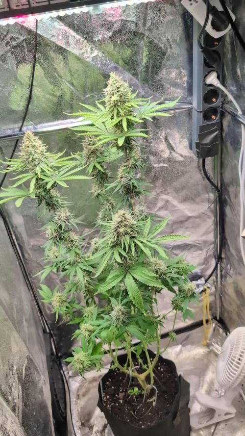 Glue Prom Walipini Seeds