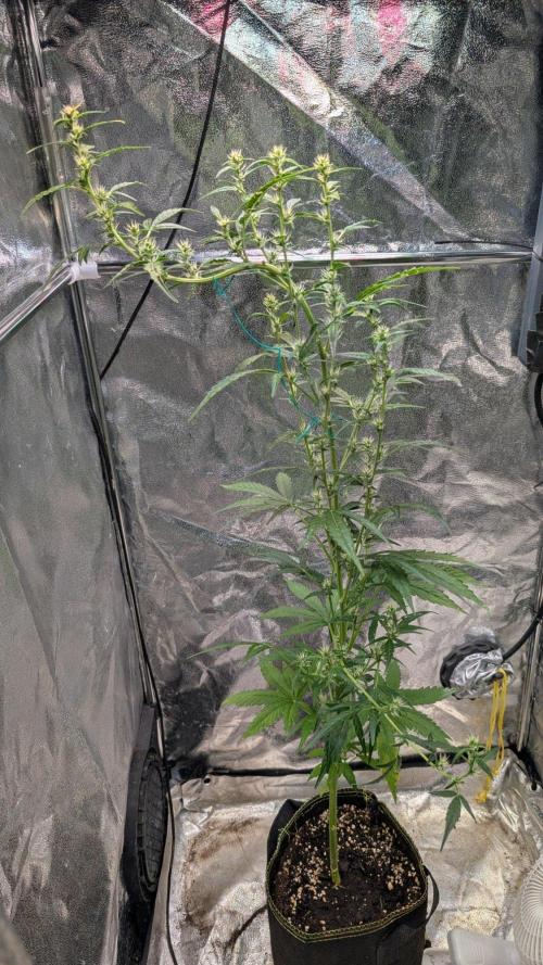 Toffee Pudding Auto Anesia Seeds. Week 8 - Day 55