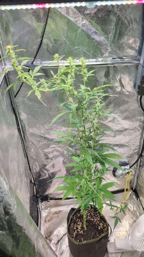 Toffee Pudding Auto Anesia Seeds