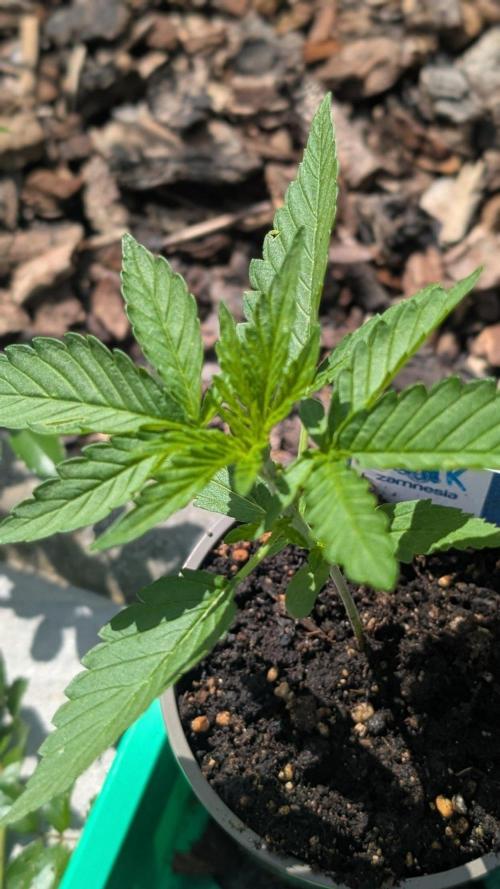 Auto Super Skunk - Sensible Seeds. Week 2 - Day 14