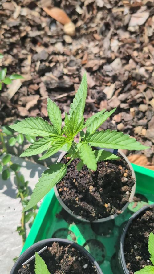 Auto Super Skunk - Sensible Seeds