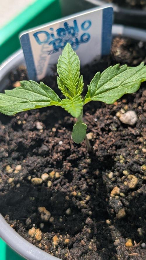 Diablo Rojo XL Auto - Sweet Seeds. Week 1 - Day 7