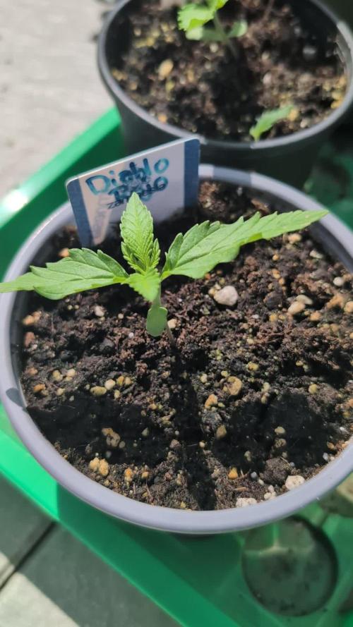 Diablo Rojo XL Auto - Sweet Seeds