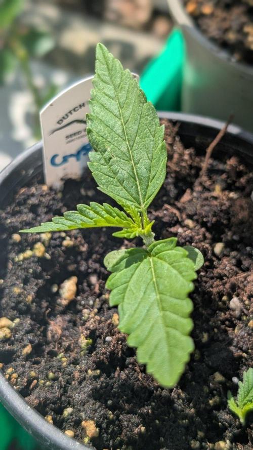 Crystal Candy XL Auto - Sweet Seeds. Week 1 - Day 7