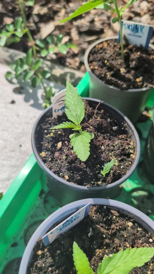 Crystal Candy XL Auto - Sweet Seeds