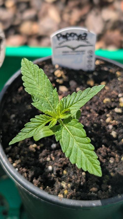 Papaya Cookies Auto Fast Buds. Week 1 - Day 7