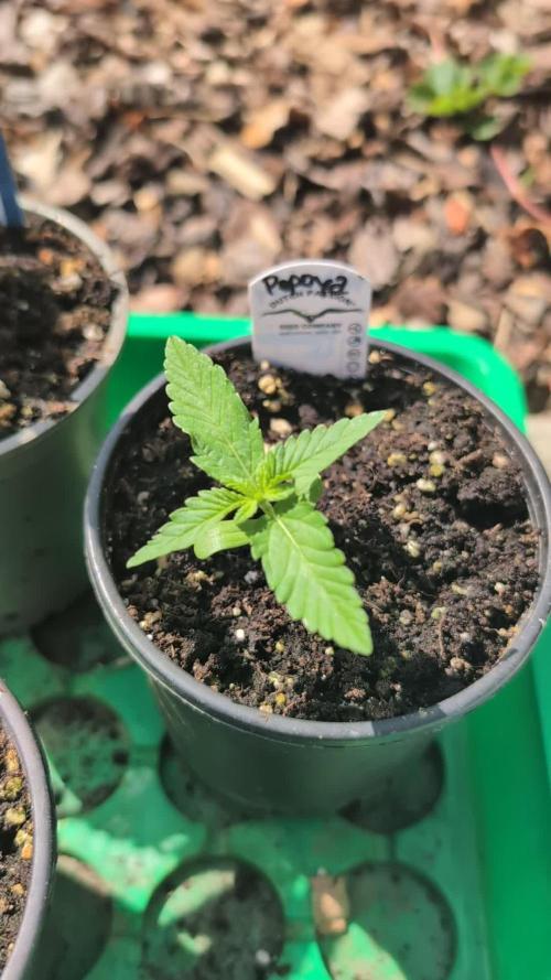 Papaya Cookies Auto Fast Buds